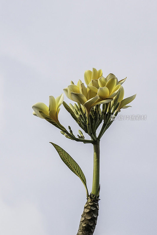 鸡蛋花(Plumeria rubra)，也被称为夏威夷雷花